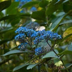 Dichroa Versicolour - Evergreen Hydrangea