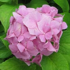 Hydrangea Macrophylla Altona