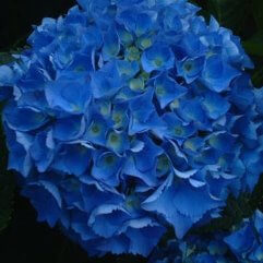 Hydrangea Macrophylla Matilda Gutgez