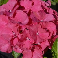 Hydrangea Macrophylla Todi