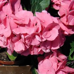 Hydrangea Macrophylla Tosca