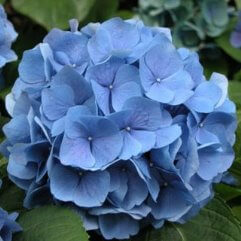 Hydrangea President Doumier