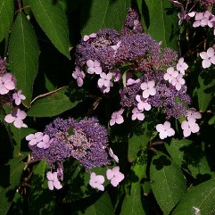 Hydrangea aspera villosa