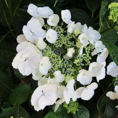 Hydrangea Macrophillia Snow - White Lace Cap