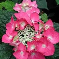 Hydrangea Macrophylla Red Lace Cap