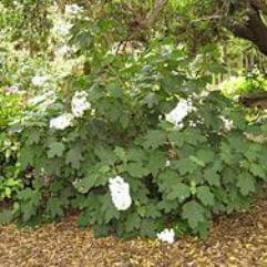 Hydrangea quercifolia - Oak Leaf Hydrangea