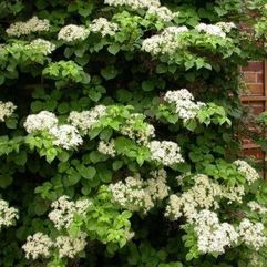 Hydrangea Petiolaris - Climbing Hydrangea