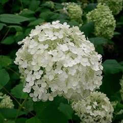 Hydrangea arborescens Annabelle