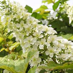 Hydrangea quercifolia snowflake   Oak Leaf hydrangea with double