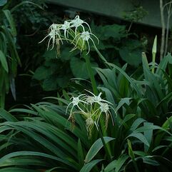 Hymenocallis harrisiana - St Nicholas Star Spider Lily