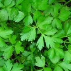 Parsley Varieties