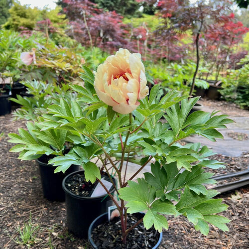 Itoh Peonies - Canary Brilliants