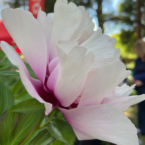 Itoh Peonies  Cora Louise