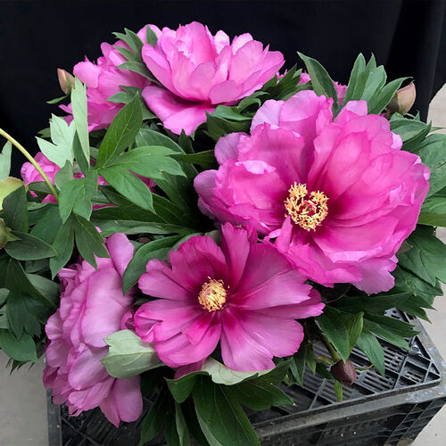 Itoh Peonies  First Arrival
