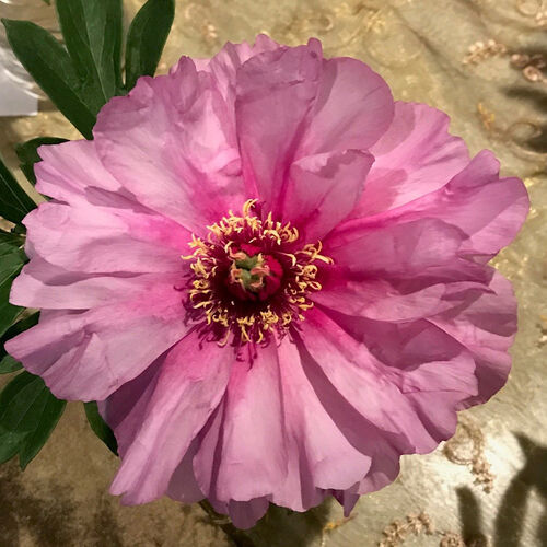 Itoh Peonies  First Arrival