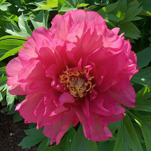 Itoh Peonies  Julia Rose