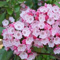 Kalmia latiflolia - Mountain Laurel - Wedding Cake shrub