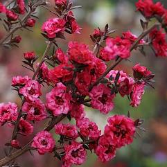 Leptospermum scoparium nanum - Dwarf Red Tea Tree