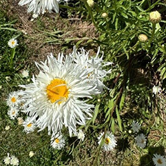 Leucanthemum × superbum - Shasta Daisy - Double