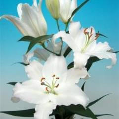 Lilium Nova Zembla