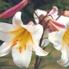 Lilium Regale