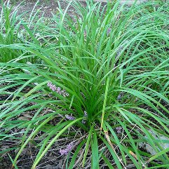 Liriope Gigantea - Giant Evergreen Lily