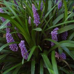 Liriope Royal Purple