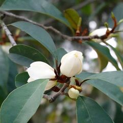 Michelia All Spice - The Banana Shrub