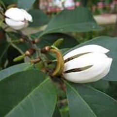 Michelia Compressa