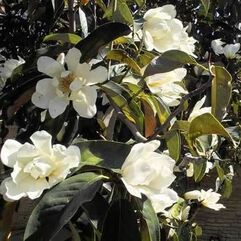 Michelia doltsopa - Silver Cloud - Magnolia Silver Cloud