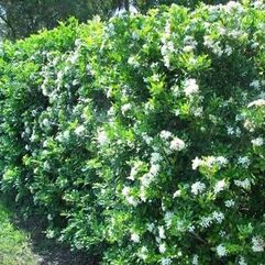 Murraya paniculata  Orange Jasmine