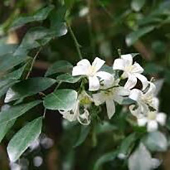 Murraya paniculata  Orange Jasmine