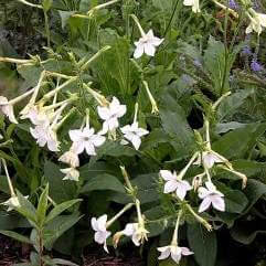 Nicotiana Alata - Ornamental/Jasmine Tobacco