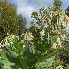 Nicotiana Alata - Ornamental/Jasmine Tobacco