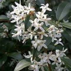 Osmanthus burkwoodii