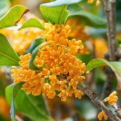 Osmanthus fragrans Aurantiacus