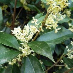 Osmanthus fragrans - Tea Olive Tree