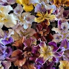 Pacific Coast Iris Hybrids – Iris pacifica