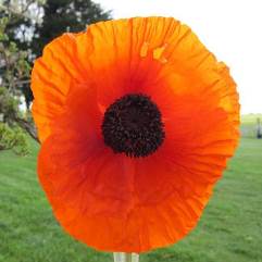 Papaver Orientale - Brilliant