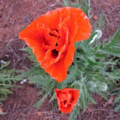 Papaver Orientale - Dubloon (Double)