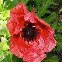 Papaver Orientale - Raspberry Queen