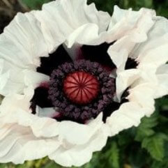 Papaver Orientale - Drunken Choir Boy