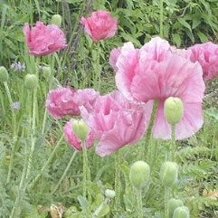 Papaver Orientale - Karin