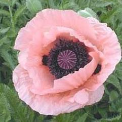 Papaver Orientale - Salmon Glow