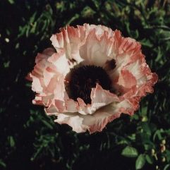 Papaver Orientale - Fatima