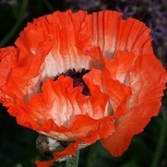 Papaver Orientale - Picotee