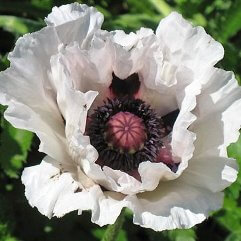 Papaver Orientale - Royal Wedding