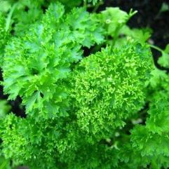 Curley Parsley