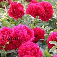Herbaceous Peony - Carol
