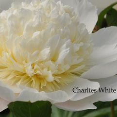 Herbaceous Peony - Charlies White
